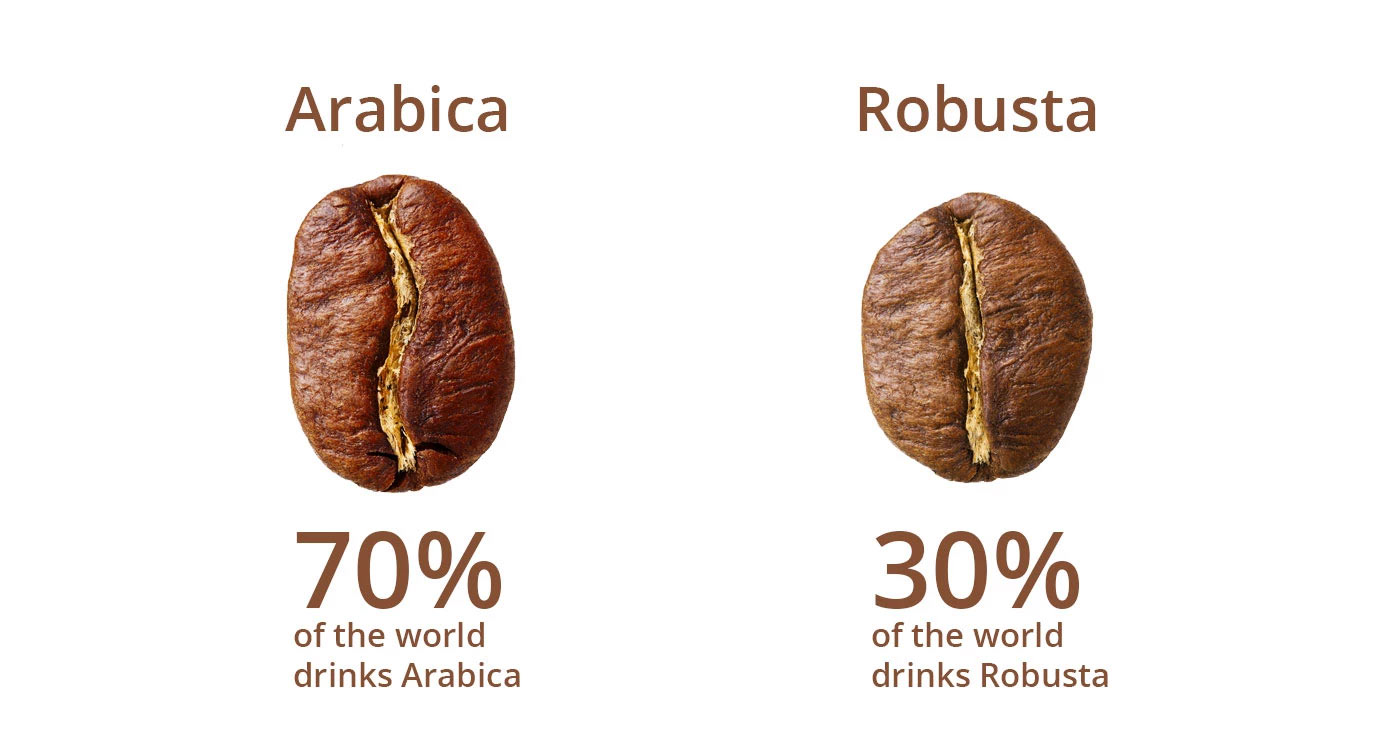 ROBUSTA VS ARABICA